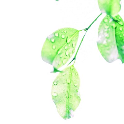 Ecologic